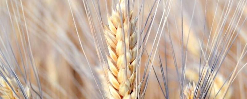 连麦12小麦种子特点，自然发病鉴定中抗赤霉病