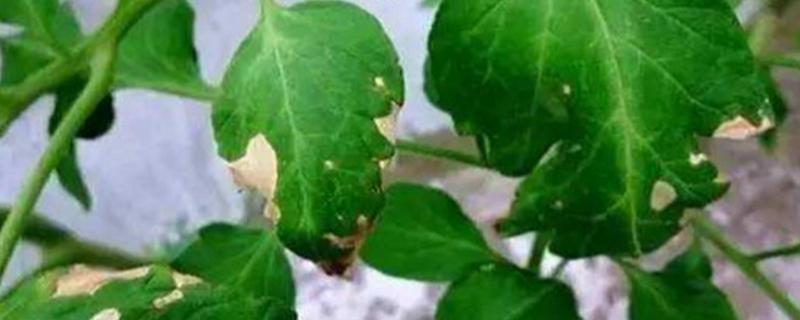 徐春5号大豆品种的特性，地膜覆盖一般3月中下旬播种