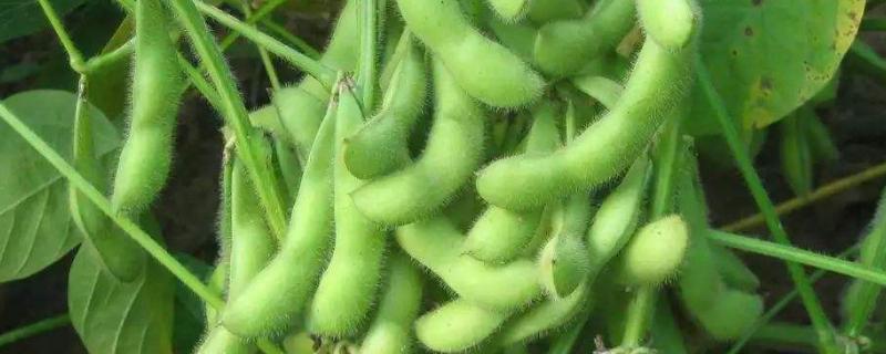 神州豆2号大豆种子特点，每亩留苗1.2万株左右