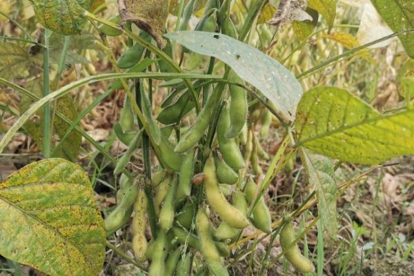 淮豆16大豆种子简介，一般6月中旬至7月上旬播种