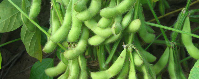 淮鲜豆11大豆种子特点，中早熟鲜食春大豆品种
