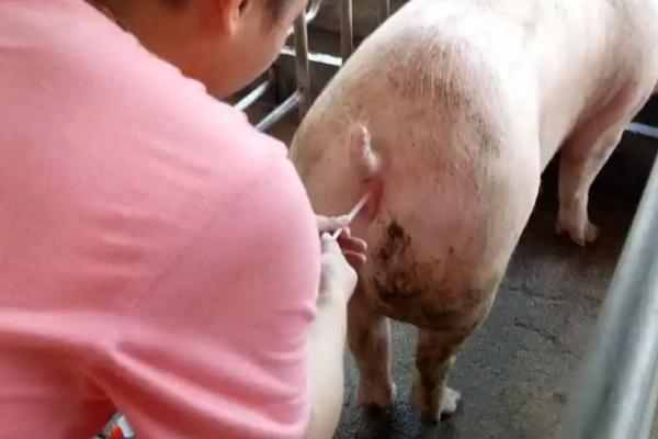 如何对母猪进行人工配种，经过消毒后再用输精管输精