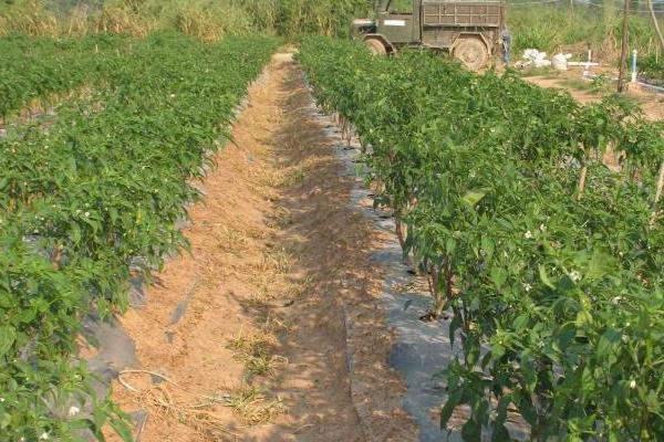 地膜辣椒如何种植，通常在12月下旬播种育苗