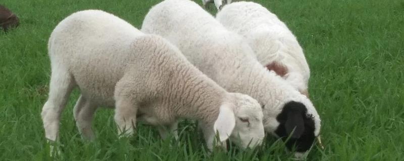养羊注意事项，根据养殖环境和市场来选健康无病害的种羊