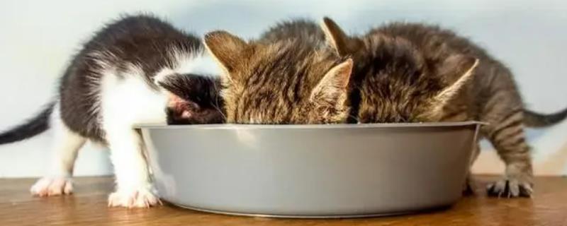 小猫多大可以吃不泡的猫粮，取决于猫猫的牙齿发育情况