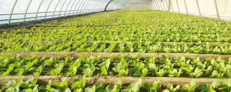 如何预防冬季蔬菜苗期冻害，可采用人工控温育苗和注意保暖等