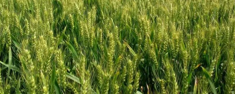 清明节期间小麦需要灌溉吗，清明期间尽可能不要给小麦灌溉