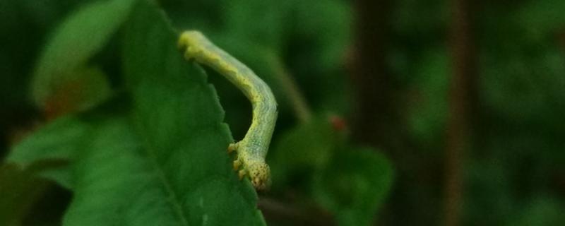 菜青虫有几条腿，没有腿只有呈扁平状的足
