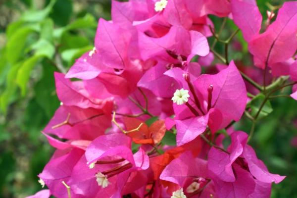 四季常开的花有哪些，常见的有四季海棠、非洲紫罗兰、扶桑花等