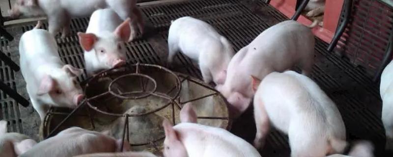 国家扶持的养殖项目，常见的有生猪、肉牛、肉羊等