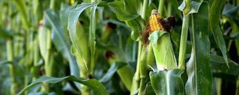 玉米地的除草农药有哪些，常用硝烟莠去津悬浮剂、烟嘧磺隆等