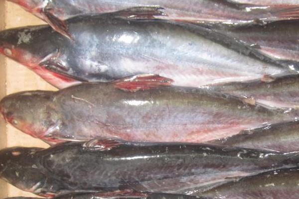 巴沙鱼刺多吗，属于刺比较少的鱼类品种