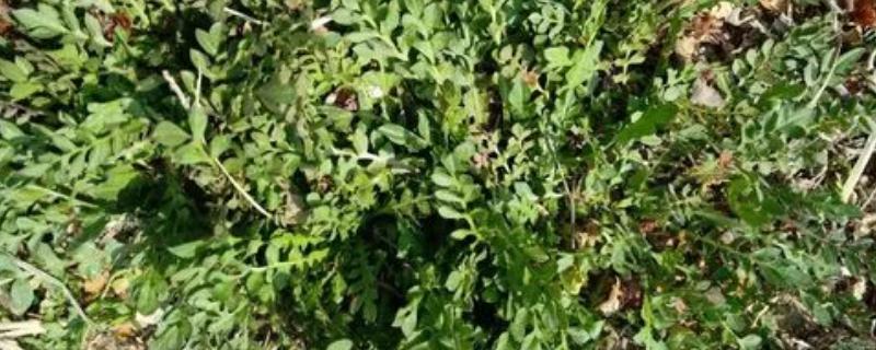 荠菜是哪个季节的蔬菜，是春秋季节的蔬菜
