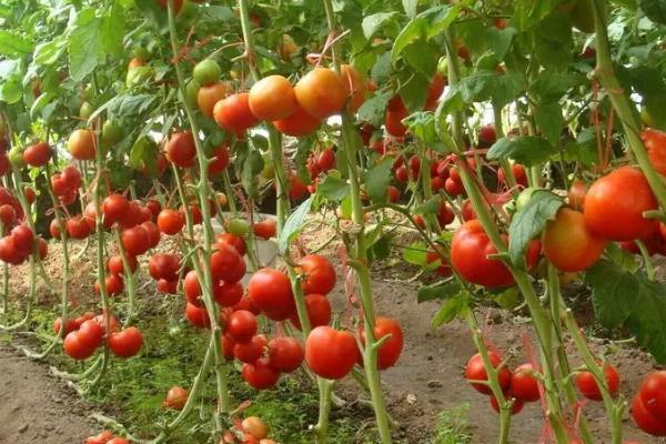 番茄种植管理技术，主要做好除草、施肥、浇水工作