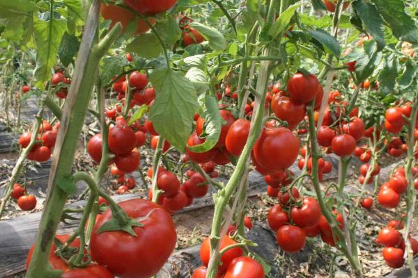 番茄种植管理技术，主要做好除草、施肥、浇水工作
