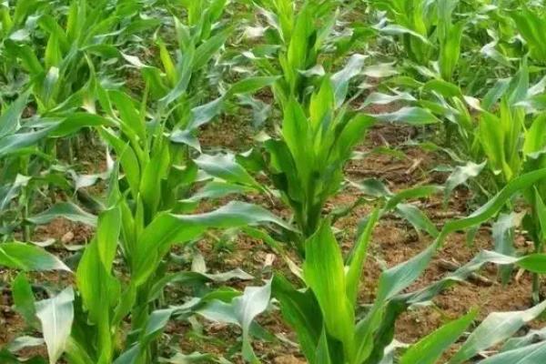 邦玉899玉米种子特点，适宜播种期4月下旬－5月上旬