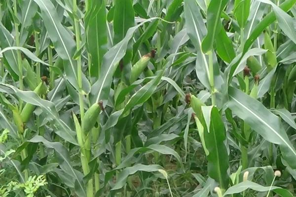 福乐4玉米品种简介，春播密度4500株/亩左右