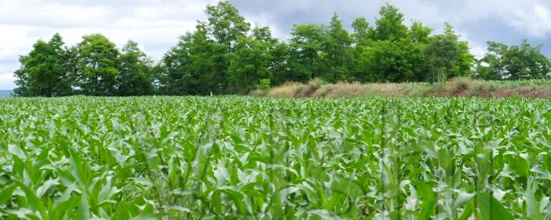 福乐4玉米品种简介，春播密度4500株/亩左右