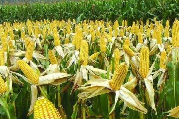 恒丰728玉米品种的特性，适应区4月下旬至5月上旬播种