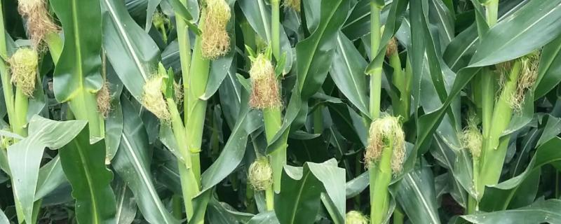 禾平311玉米品种的特性，确定最佳的播种期