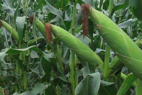 邦玉899玉米种子特点，适宜播种期4月下旬－5月上旬