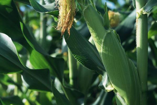 DF1309玉米种子简介，该品种适应性强