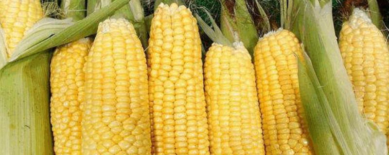 荣玉糯88玉米种子简介，种植密度3600株/亩左右