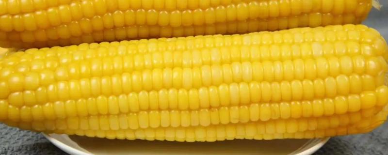 京科糯928玉米品种的特性，中抗小斑病