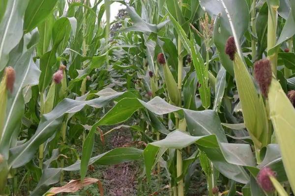 粒农301玉米种子简介，种植密度以4500株/亩为宜
