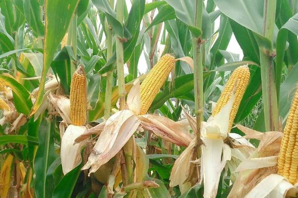 京科679玉米种子特征特性，种植密度不宜过大
