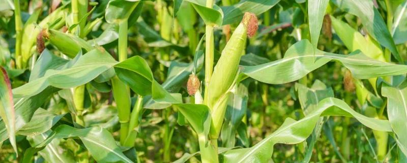 京农科829玉米种子特征特性，高抗茎腐病