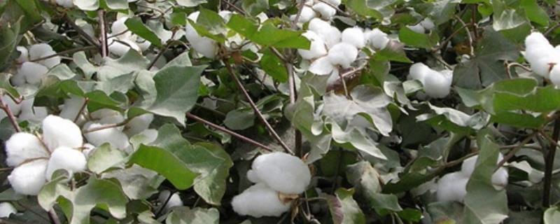 冈杂棉10号棉花品种简介，二代棉铃虫一般不需防治