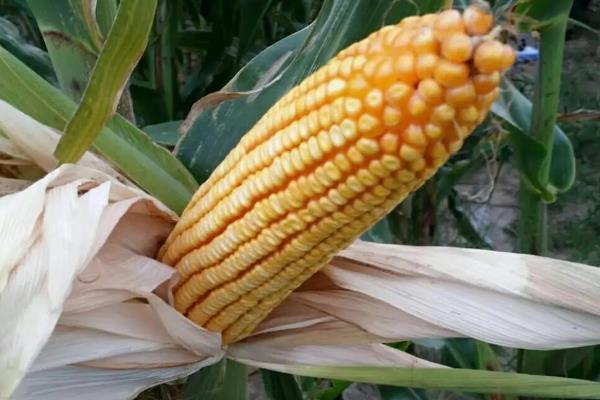 先玉1912玉米品种的特性，种植密度4500株/亩左右