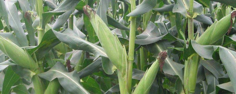 吉海育608玉米品种的特性，适宜密度4000株/亩