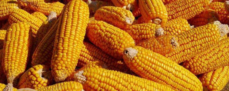吉海育989玉米种子特点，中抗茎腐病