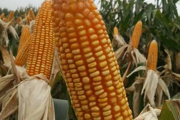 先玉1912玉米品种的特性，种植密度4500株/亩左右