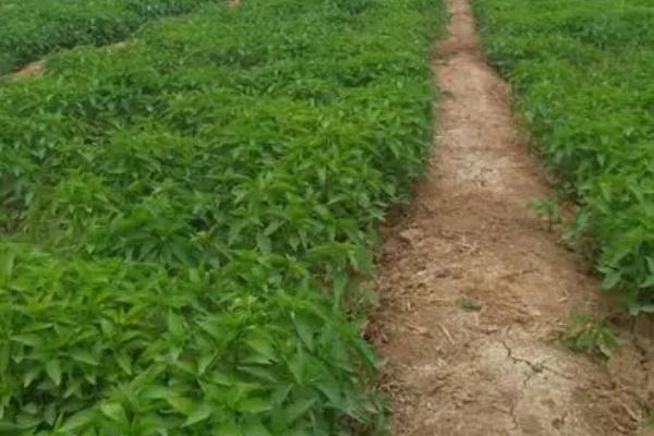 辣椒地膜覆盖高产栽培方法，定植前7天再覆膜提温