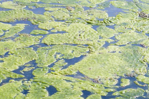 水产养殖中藻类生长过旺怎么抑制，可换水清藻或防治水肥等