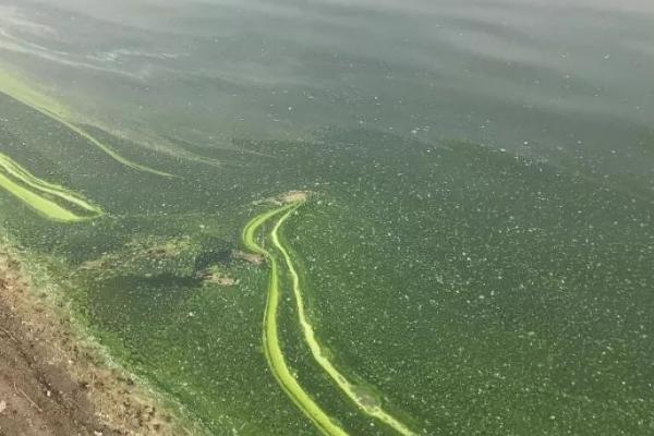 水产养殖中藻类生长过旺怎么抑制，可换水清藻或防治水肥等