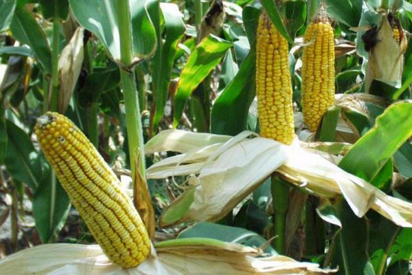 景糯26玉米品种简介，在中上等肥力地块种植