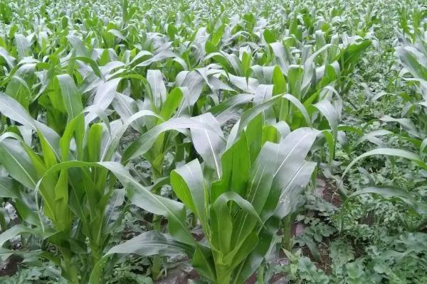 景糯26玉米品种简介，在中上等肥力地块种植