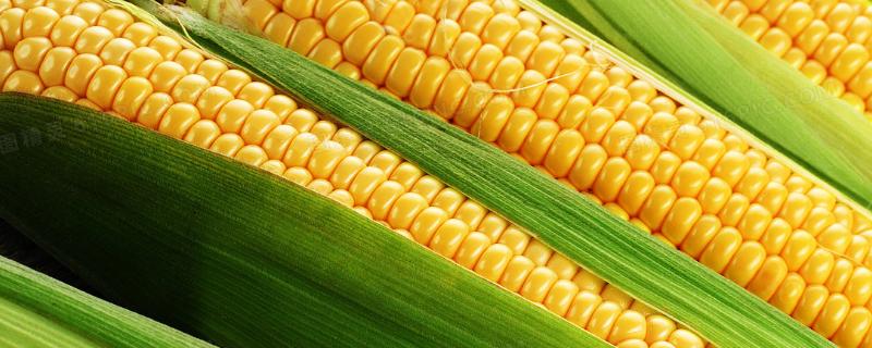 七乡青贮6号玉米种子介绍，其他区域在5月15日前播种