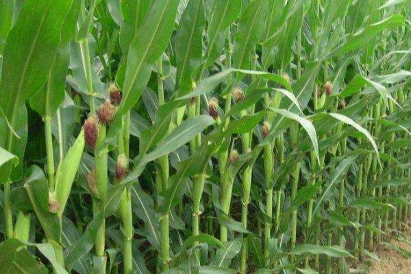 亿嘉679玉米种子介绍，夏播适宜在5月底前播种