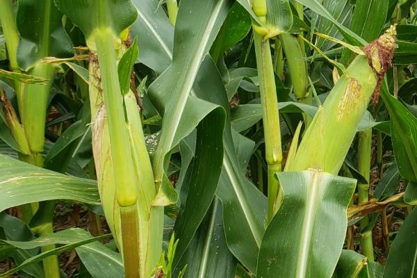 钱威399玉米种子介绍，夏播适宜在5月中旬前播种