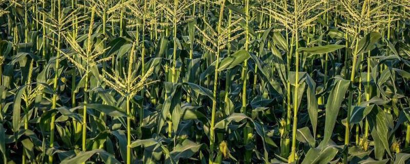 益农2036玉米种子介绍，属高杆大穗型品种