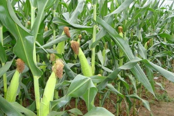 钱威399玉米种子介绍，夏播适宜在5月中旬前播种