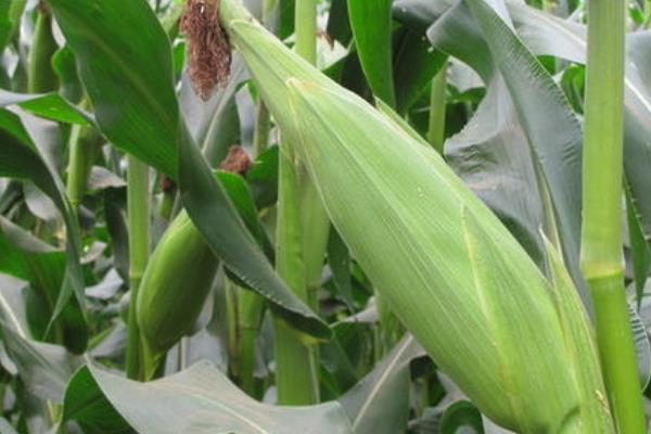 路单34号玉米种子特征特性，可及时用乐果喷雾防治