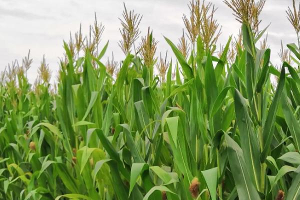 金耕101玉米种简介，春播期清明至谷雨节令播种