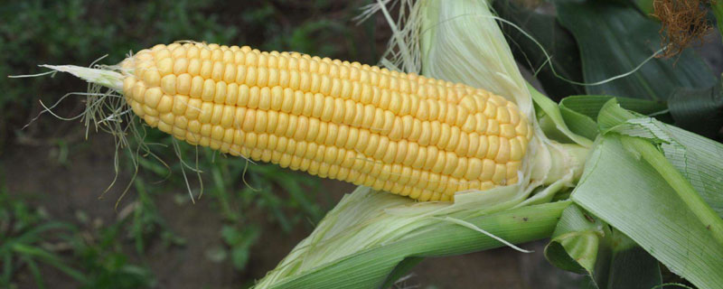 宣禾936玉米品种的特性，中抗南方锈病