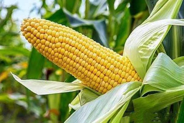 宣禾936玉米品种的特性，中抗南方锈病
